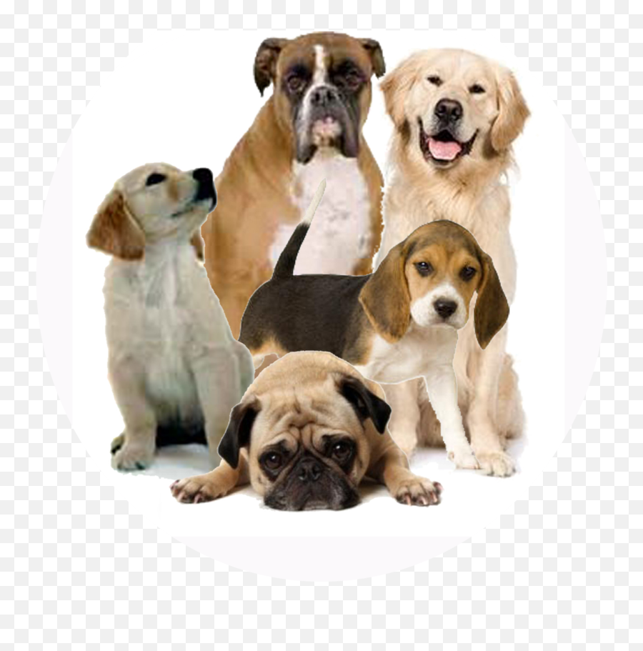 Download Dog Png 2 Hq Png Image - Funny Dog Transparent Background Png Emoji,Dog Png