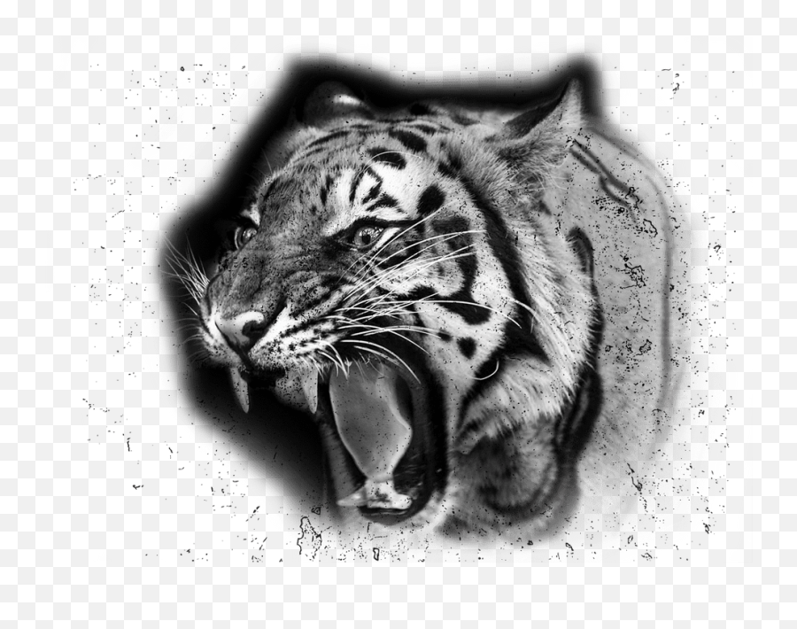White Tiger Png - Sumatran Tiger Roaring Emoji,White Tiger Png