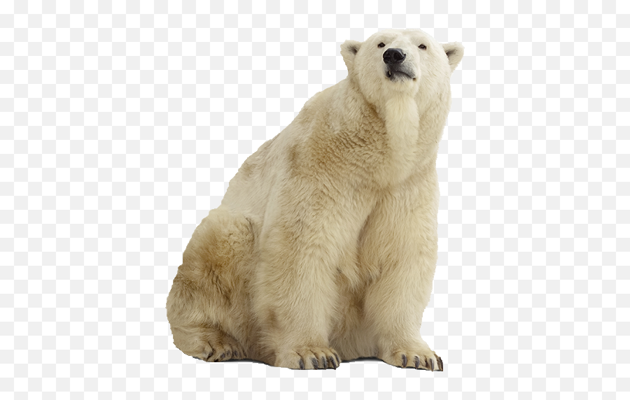 Polar Bear Png Pic - Transparent Background Polar Bear Transparent Emoji,Bear Png