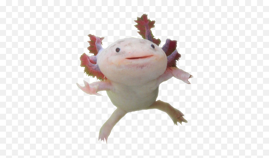 Axolotl - Axolotl Transparent Emoji,Axolotl Clipart