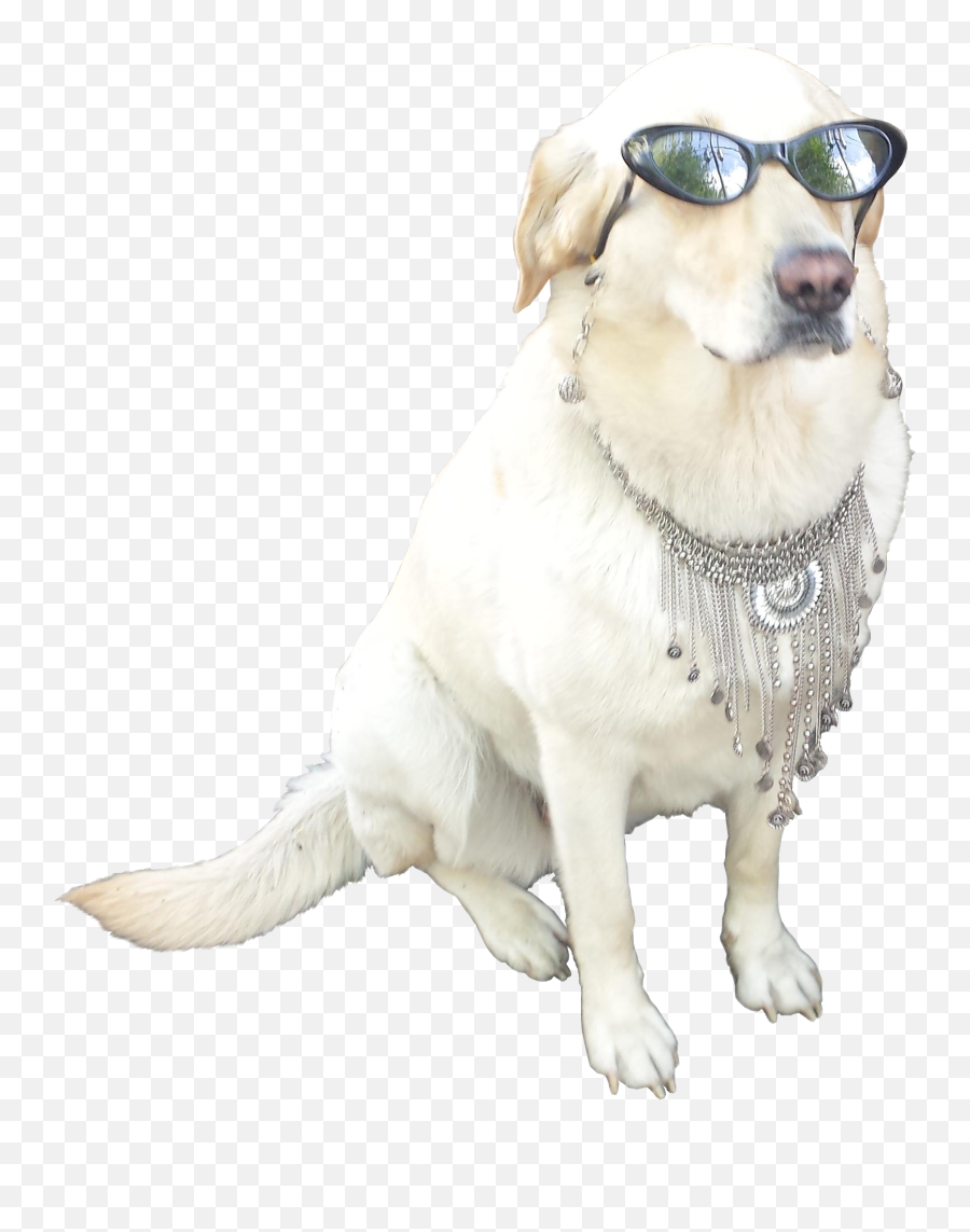 Cool - Dog With Sunglasses Transparent Png Download Dog With Sunglasses Transparent Emoji,Cool Sunglasses Png