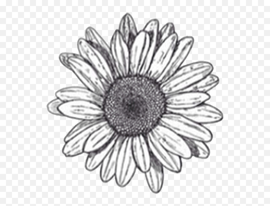 Flower Drawings Sketch - Transparent Background Floral Drawings Png Emoji,Drawing Png