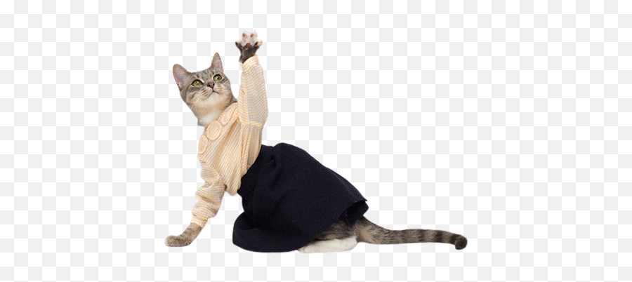 Home - Cats Wearing Clothes Cute Emoji,Cats Png