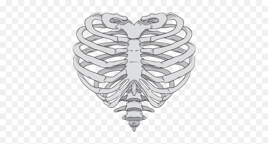 Rib Cage Heart Human Skeleton Anatomy - Rib Cage Heart Drawing Emoji,Rib Cage Png