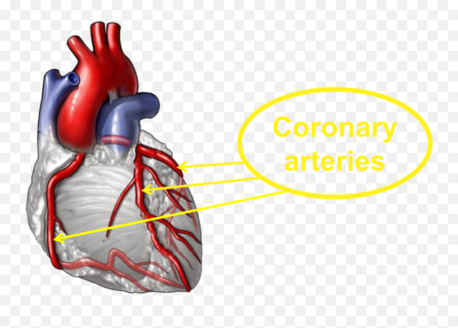 3d Heart - Rheumatoid Arthritis Affect Heart Hd Png Emoji,3d Heart Png