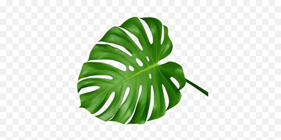 Green Palm Leaves Transparent Png - Monstera Leaf Emoji,Leave Png