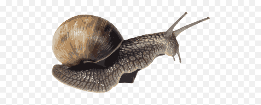 Snail Png - Portable Network Graphics Emoji,Snail Png