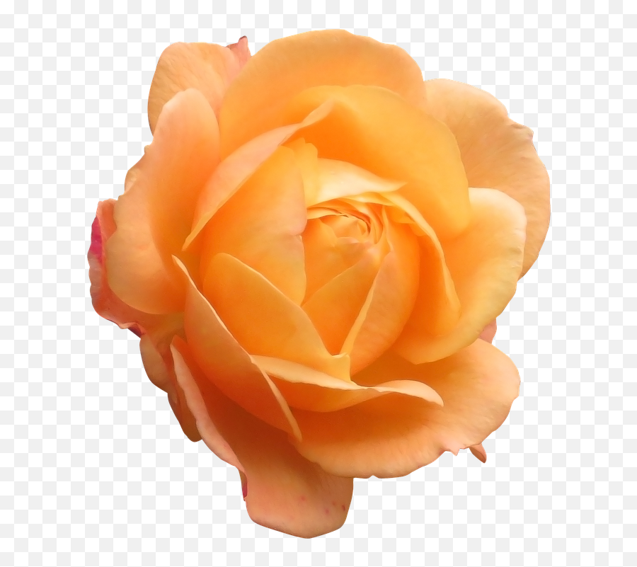 Rose Orange Flower Emoji,Orange Flowers Png