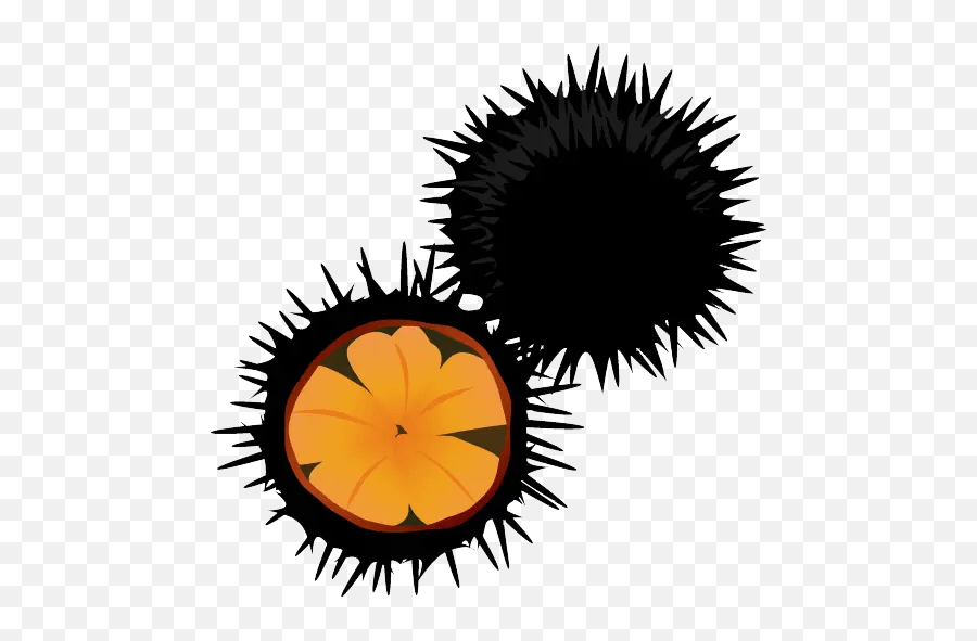 Home - Pacific Sea Urchin Emoji,Sea Urchin Png