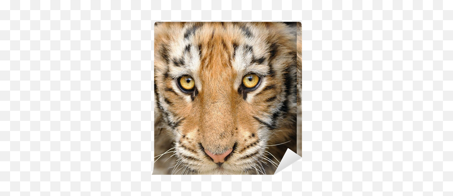 Closeup Baby Tiger Head Wallpaper U2022 Pixers - We Live To Change Emoji,Tiger Head Png