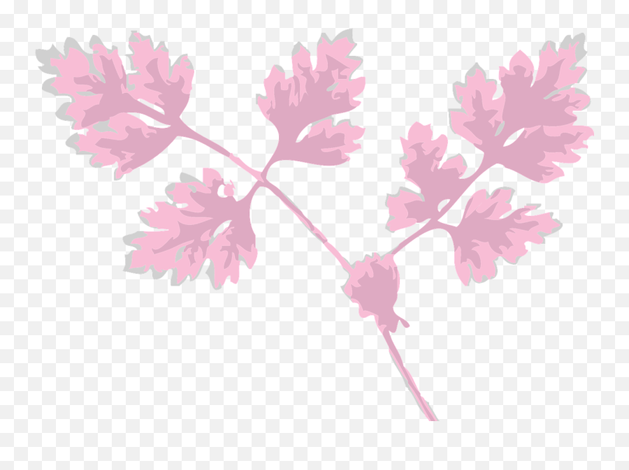 Chervil Herb Leaves Plant Pink Png - Daun Warna Pink Vector Emoji,Pink Png