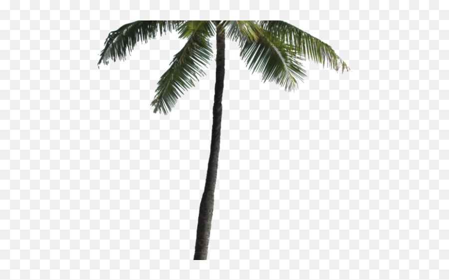 Palm Tree Png Transparent Images - Palm Trees Png Fresh Emoji,Palm Tree Png