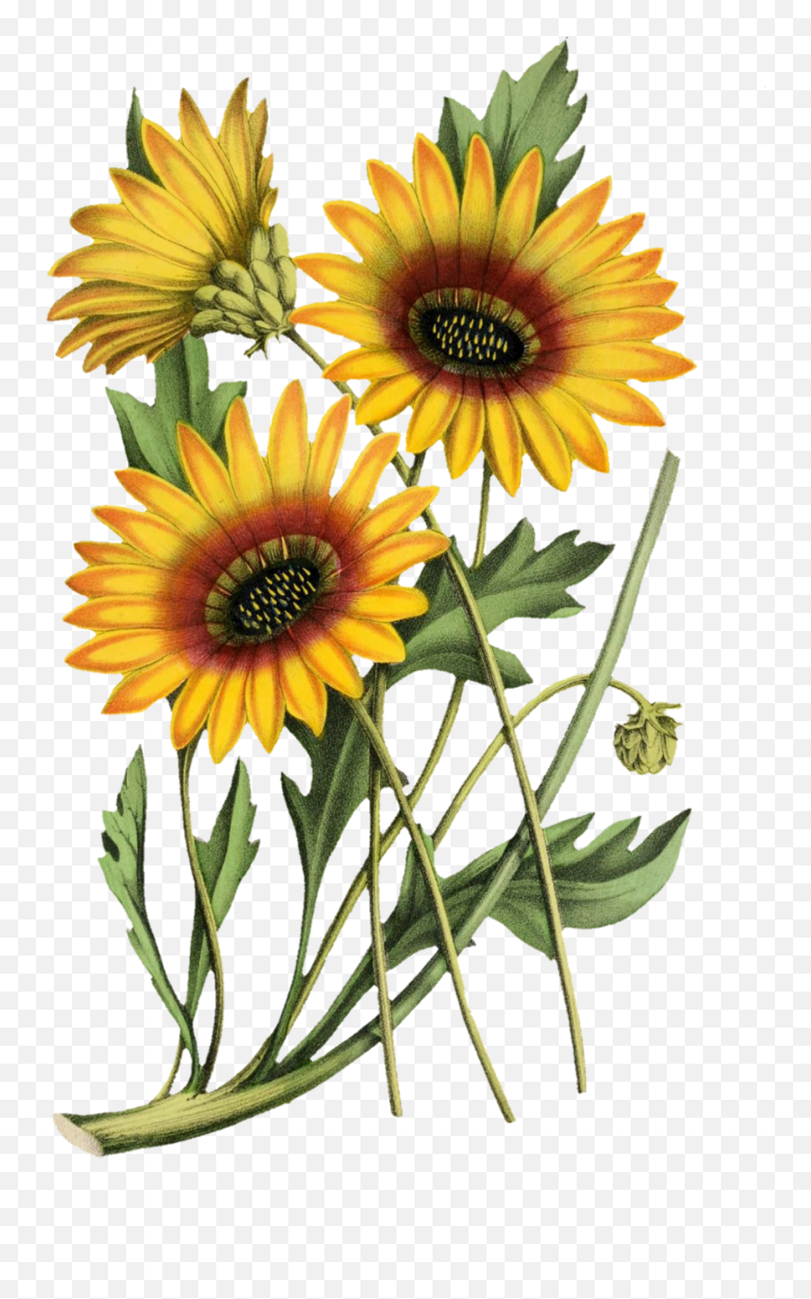 Sunflower Painted Art Clipart Free - Free Digital Scrapbooking Sunflower Emoji,Sunflowers Clipart