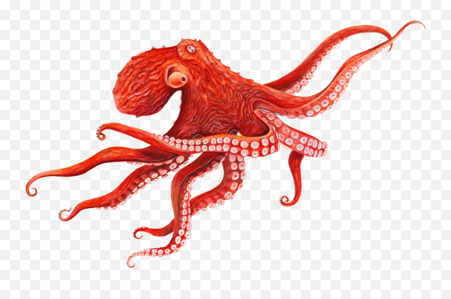 Octopus Png Photo - Pacific Giant Octopus Drawing Emoji,Octopus Png