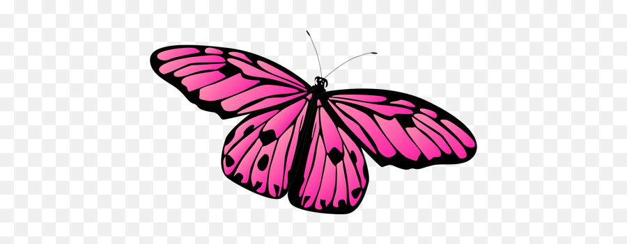 Detailed Pink Butterfly Vector Butterfly - Transparent Png Pink Butterfly Vector Png Emoji,Butterfly Transparent
