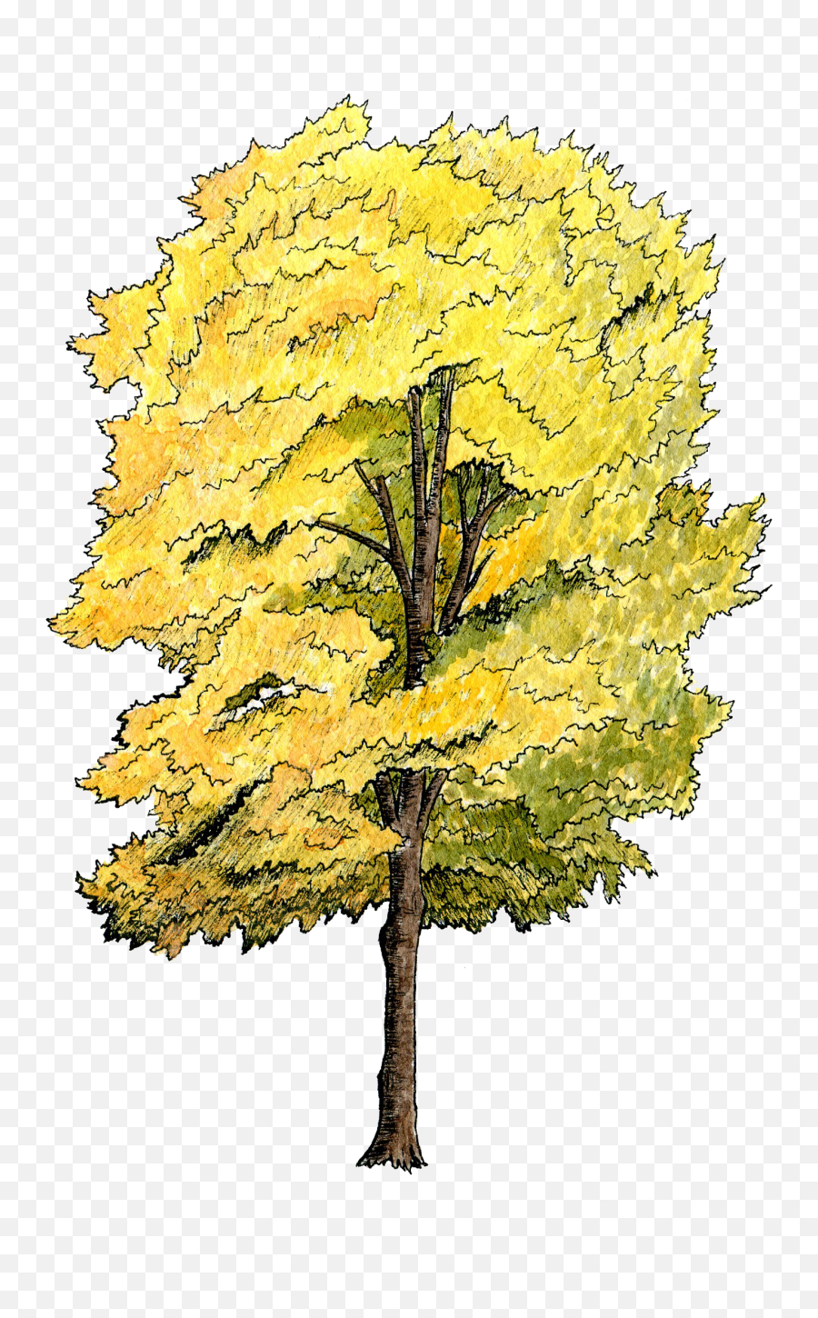Watercolor Trees - Tree For Section Png Emoji,Watercolor Tree Png