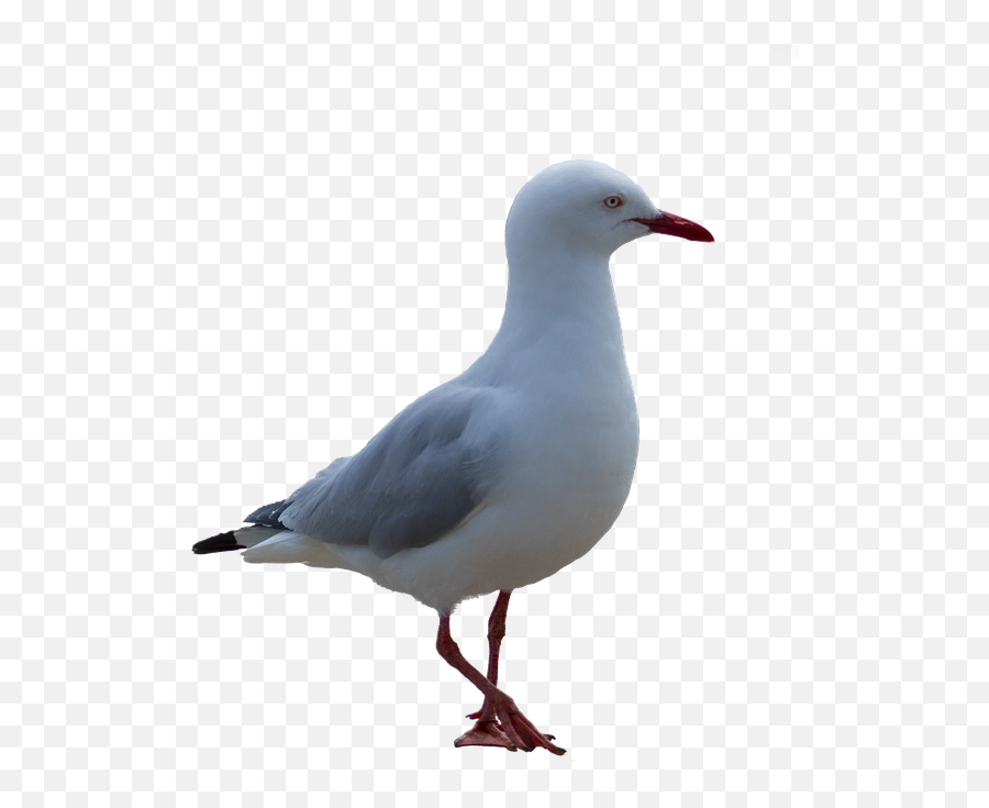 Gull Png - Segul Bird White Background Emoji,Seagull Clipart
