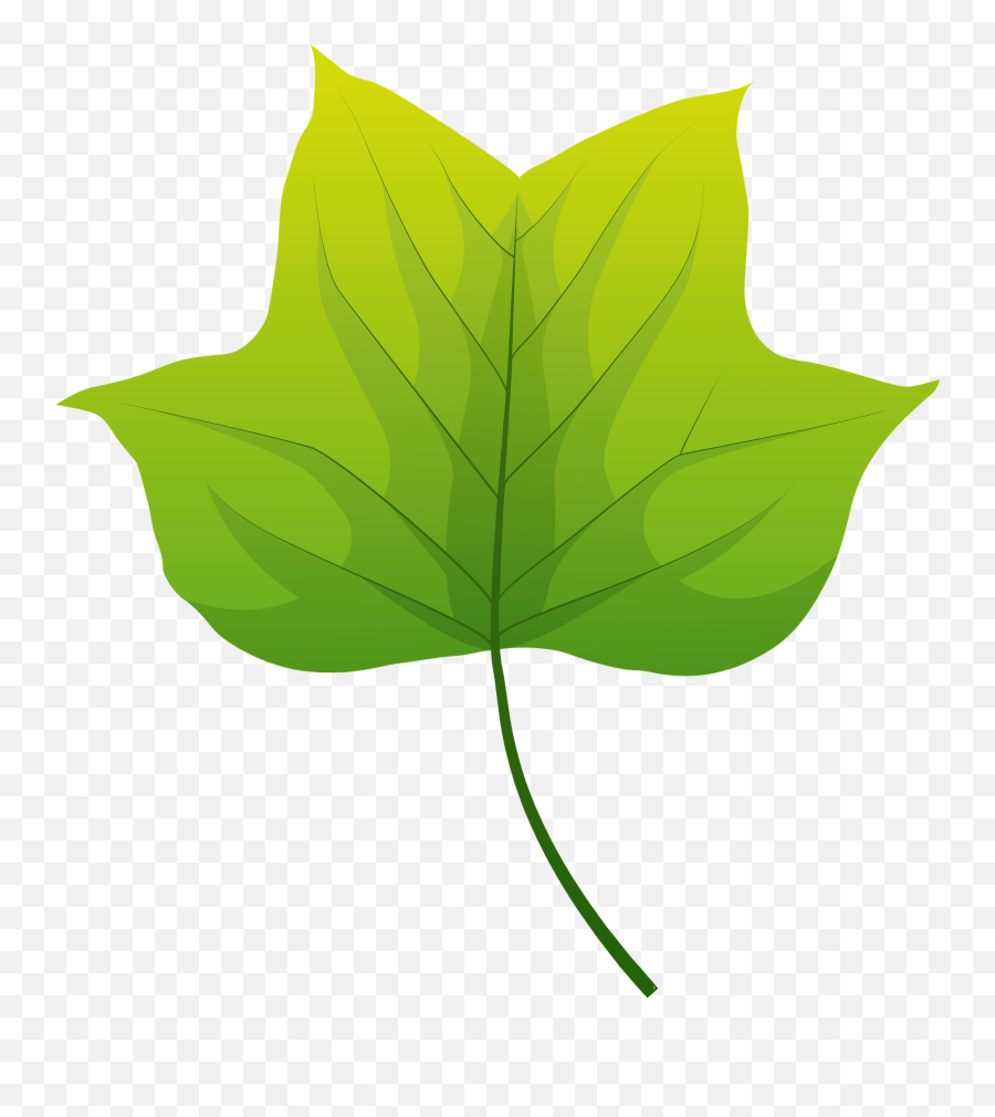 Tulip Tree Autumn Leaf Clipart - Red Maple Emoji,Leaf Clipart
