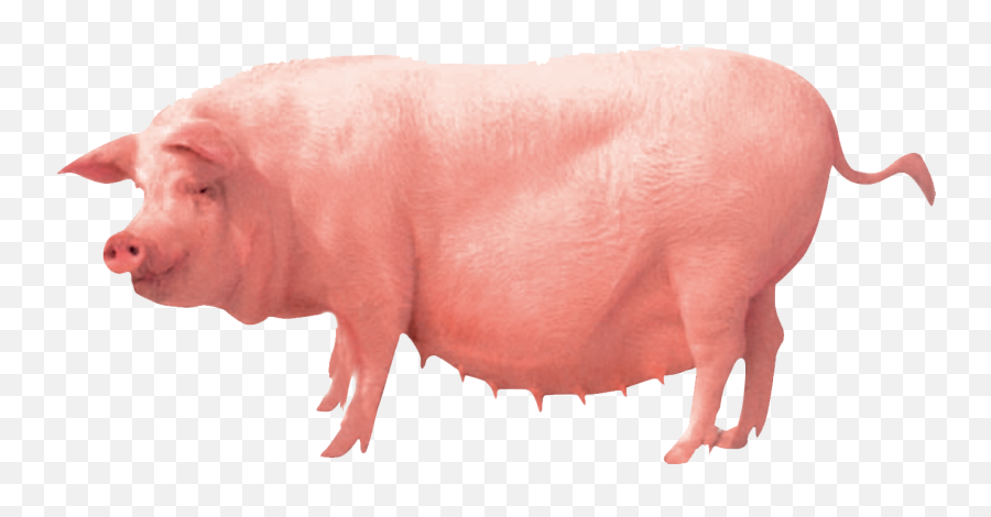 Pig Farming Clip Art - Transparent Pig Emoji,Pig Png