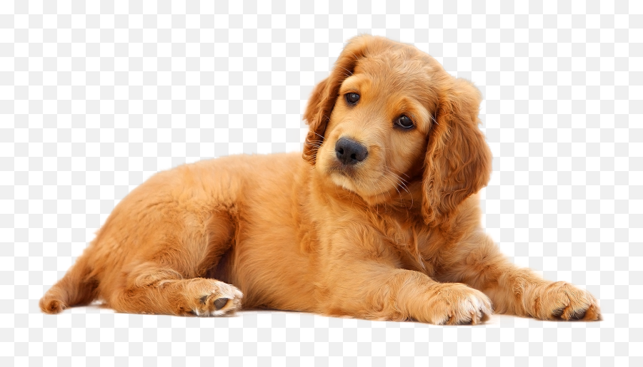 Dog Png - Dog Png Emoji,Dog Png