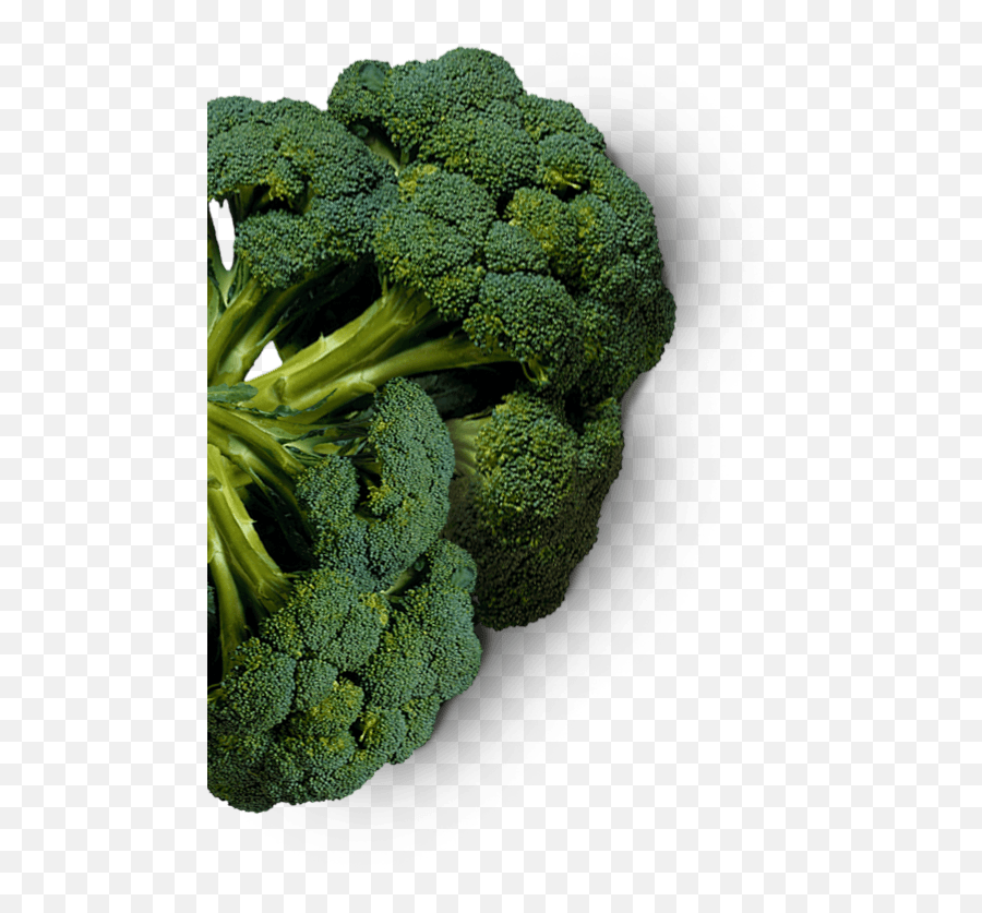 A Jacketz - Broccoli Full Size Png Download Seekpng Broccolini Emoji,Broccoli Png