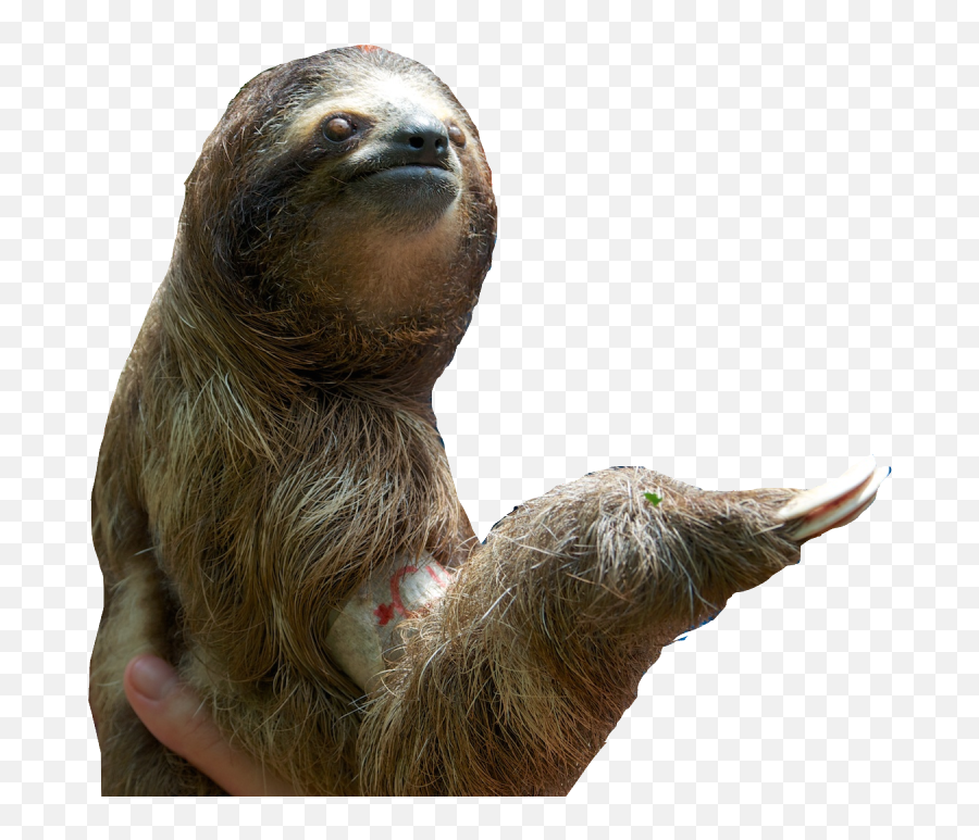 Free Sloth Transparent Download Free - Sloth Png Transparent Emoji,Sloth Clipart