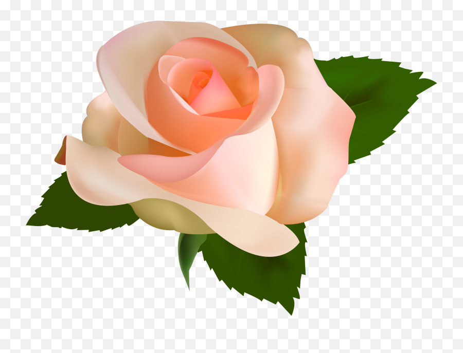 Download Beautiful Rose Png Clipart - Transparent Peach Roses Png Emoji,Beautiful Clipart