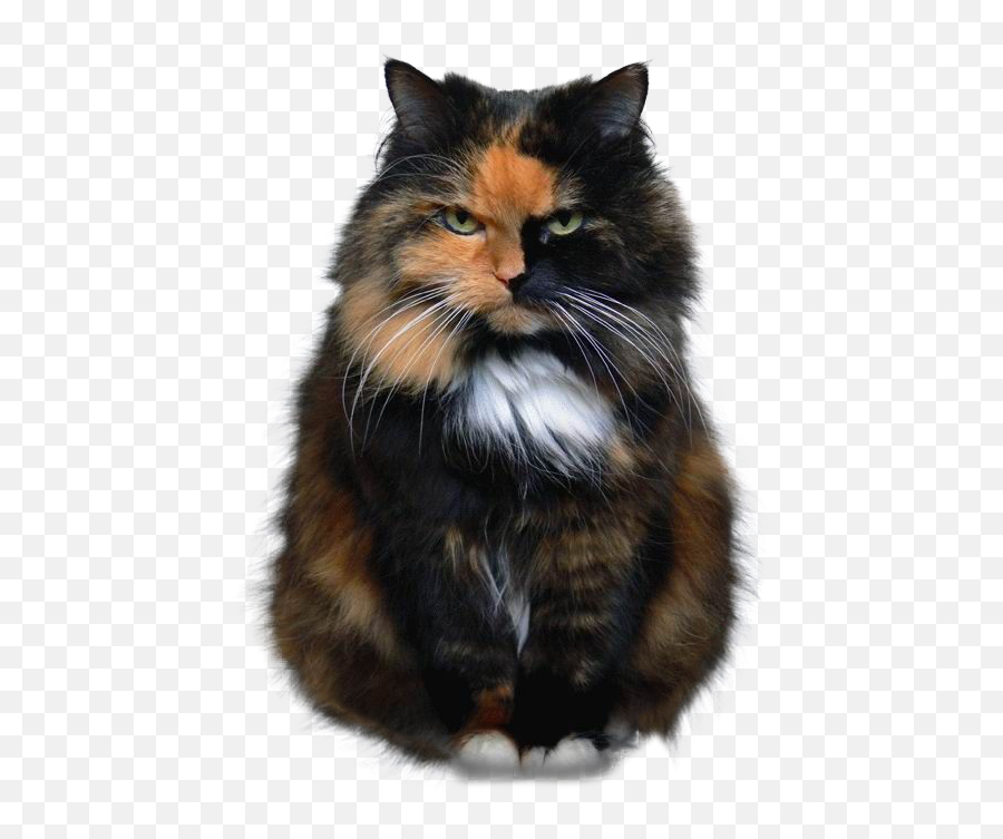 Angry Cat 543 672 Emoji,Angry Cat Png