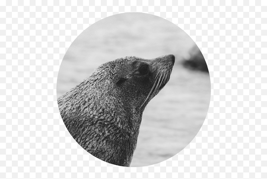 About The Tribe - Sea Lion Boards Emoji,Sea Lion Png