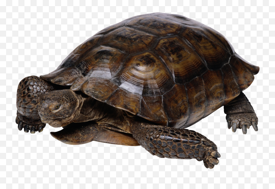 Snapping Turtle Png - Turtle Transparent Background Emoji,Turtle Png