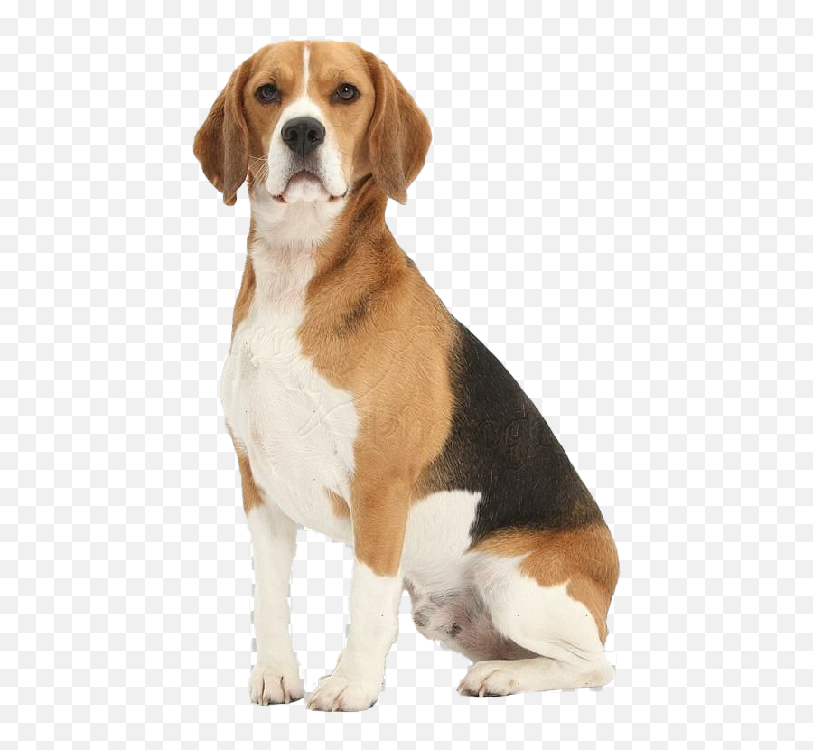 Beagle Dog Png Free Download - Transparent Beagle Clear Background Emoji,Dog Png