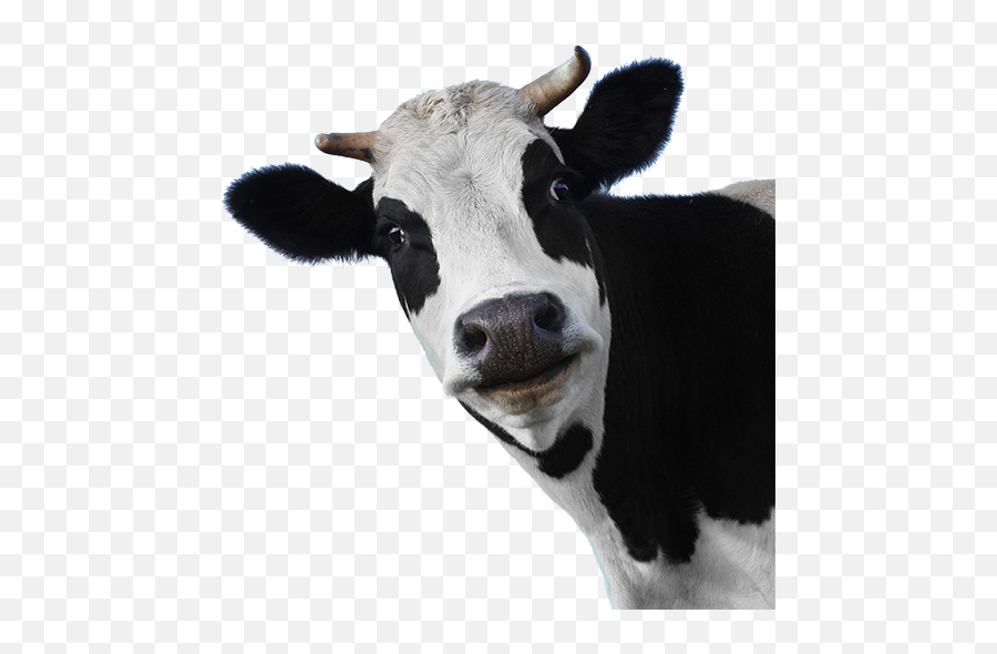 Download Moo Ha Ha Cut Animals Farm - Cow Png Emoji,Cow Transparent
