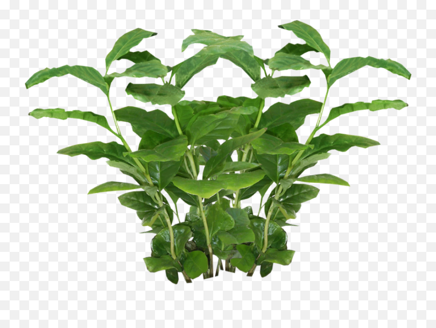 Picture Png Transparent Background - Transparent Background Plants No Background Emoji,Plant Transparent Background
