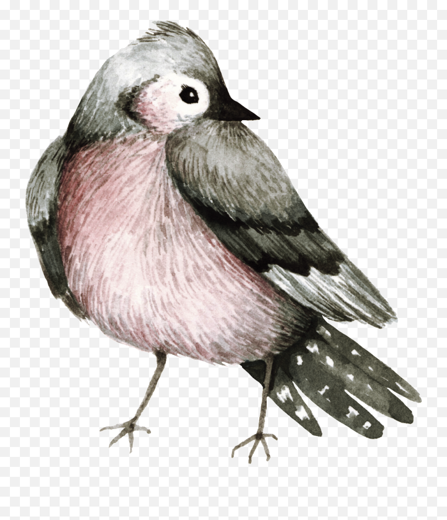 Download Hd Practical Watercolor Bird Decoration Transparent - Old World Flycatchers Emoji,Transparent Watercolor