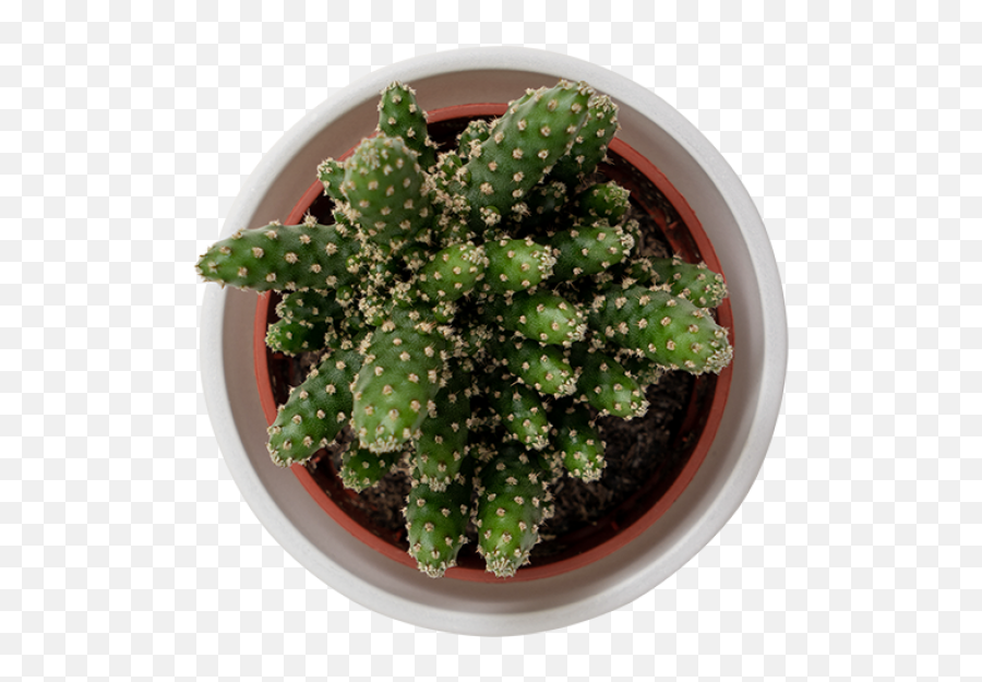 Cactus Png Transparent Image - Freepngdesigncom Emoji,Cactus Transparent