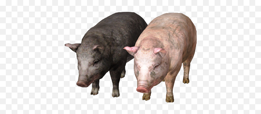 Hd Pig Png Transparent Png Image - Pig Images Hd Png Emoji,Pig Png
