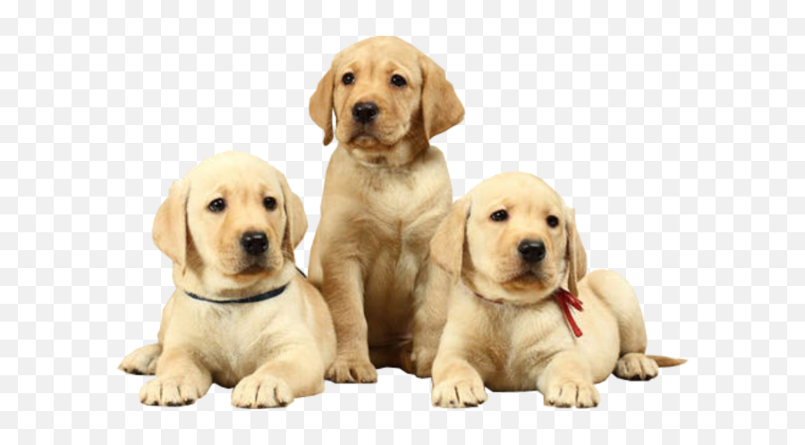 Labrador Puppies Png Background Free Png Images - Dogs Hd Images Download Emoji,Png Background