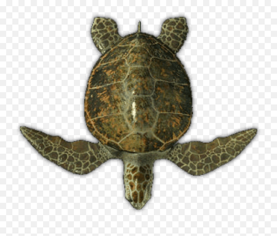 Download Sea Turtle Top View Png Images - Real Turtle Top View Emoji,Turtle Transparent Background