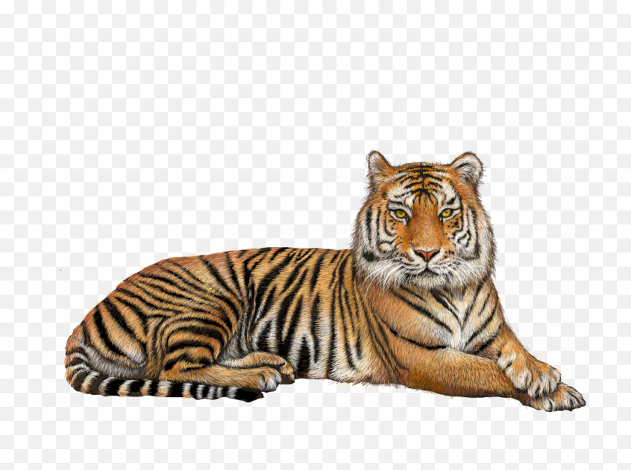 Tiger Png Transparent Image - Tiger Png Emoji,Tiger Transparent Background