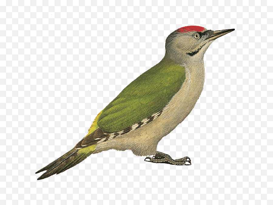 Details Grey - Headed Woodpecker Birdguides Emoji,Woodpecker Png