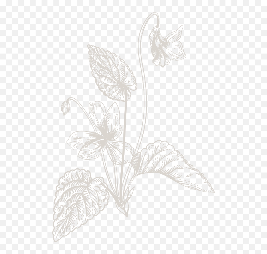 Smith U0026 Lily California Based Florist About Clare Emoji,Flower Sketch Png