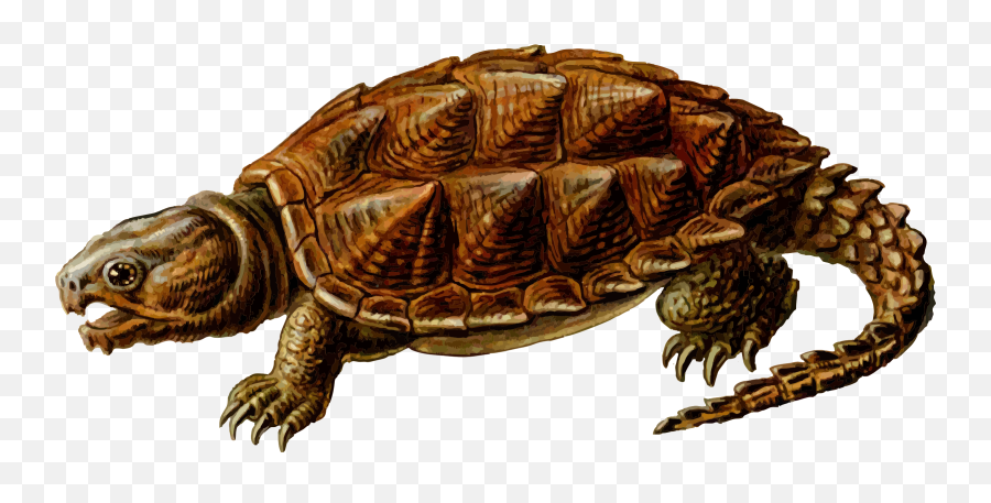 Snapping Turtle Clipart Transparent - Transparent Snapping Turtle Clipart Emoji,Turtle Clipart