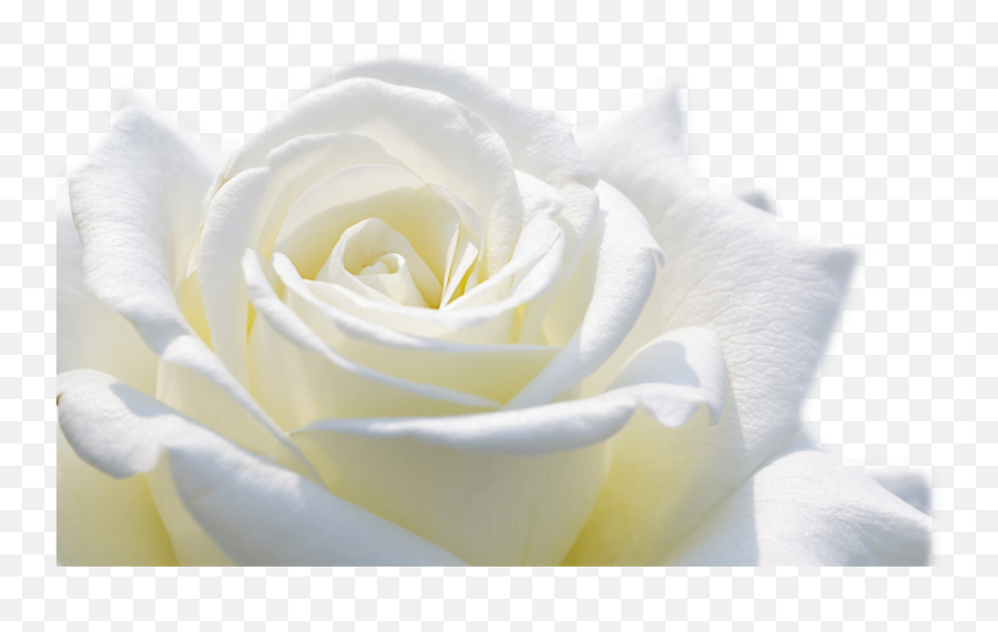 Rebecca Mccormick Sugar Land Mortuary Emoji,White Rose Transparent