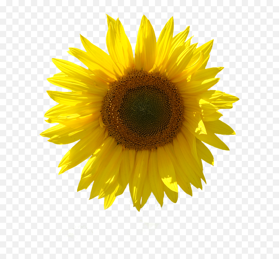 Sunflower Isolated Transparent - Arka Plansz Çiçek Resmi Emoji,Sunflower Transparent