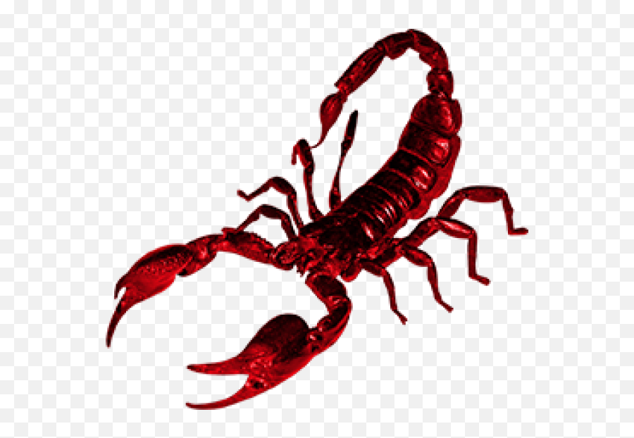 Scorpion Png Free Download 16 Png Images Download - Red Scorpion Png Emoji,Scorpion Png