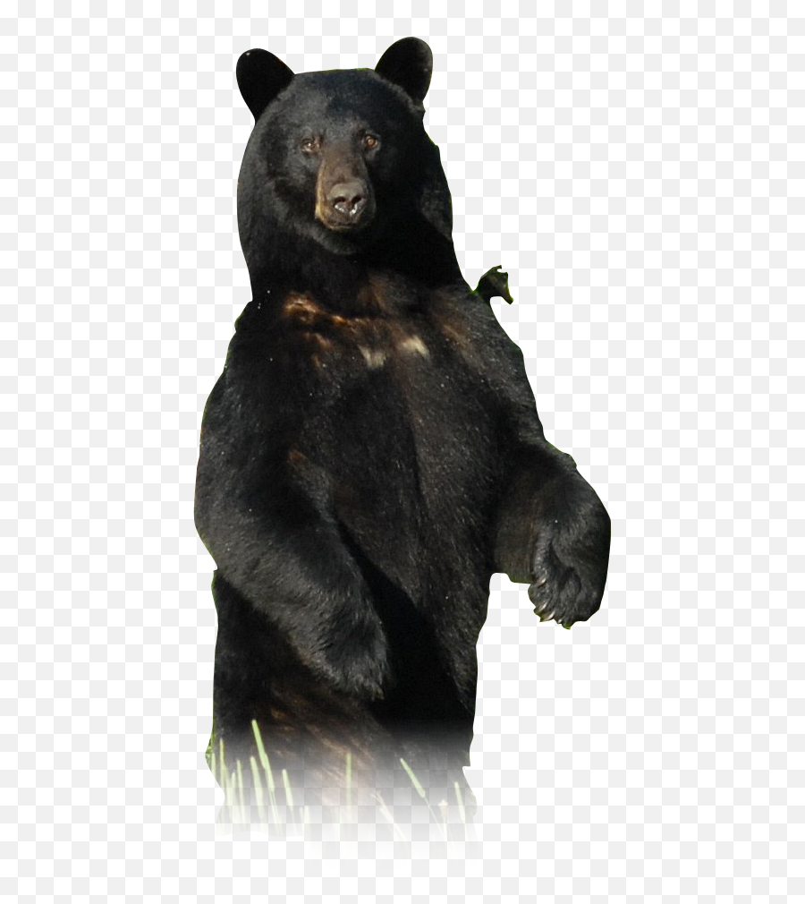 Black Bear Ecology - Imagem De Urso Preto Emoji,Black Bear Png