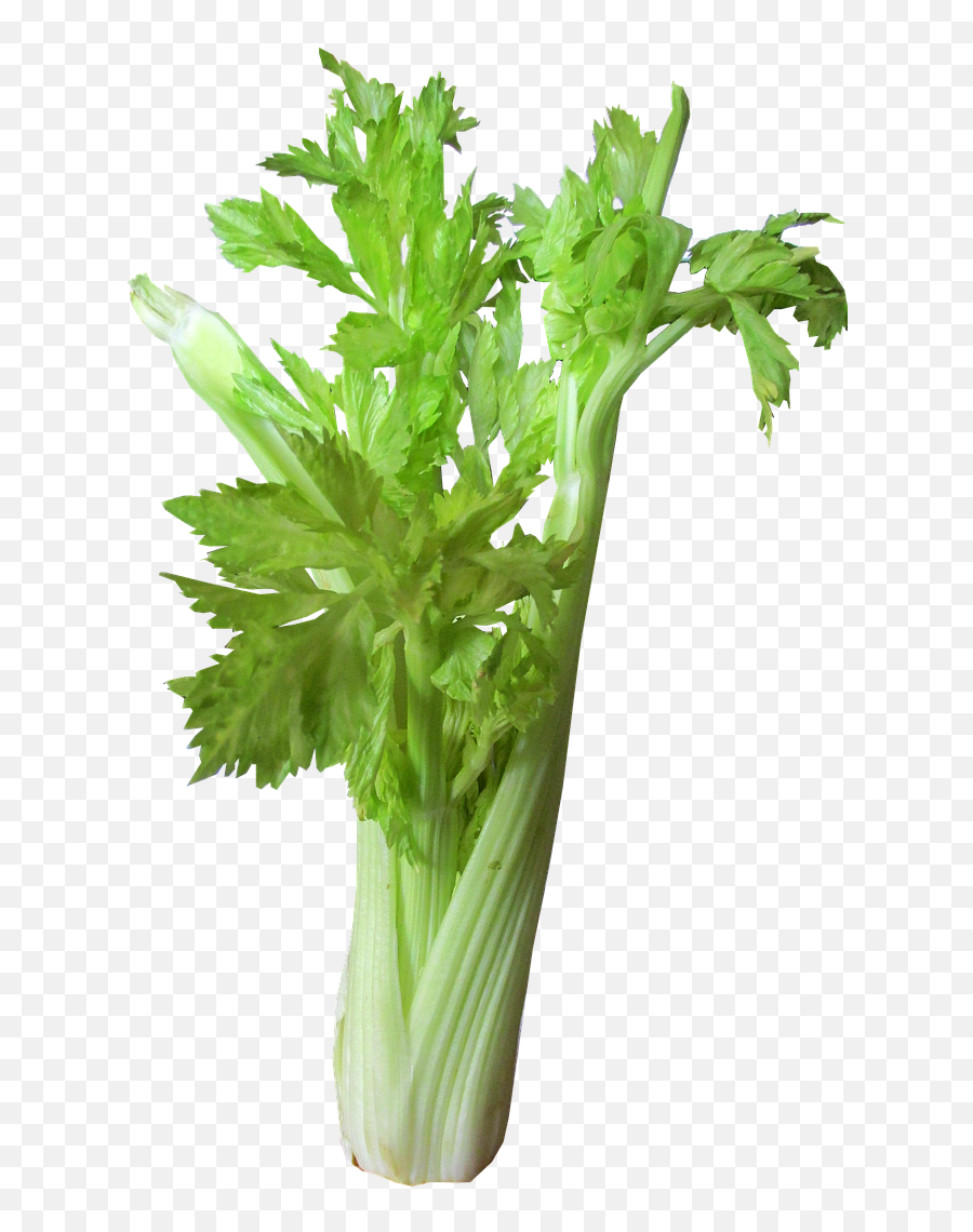 Vegetable Celery Salads - Beautiful Background Transparent Images Free Emoji,Celery Png