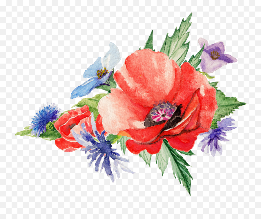 Poppy Transparent Clear Background - Watercolor Transparent Background Poppy Flower Png Emoji,Drool Png