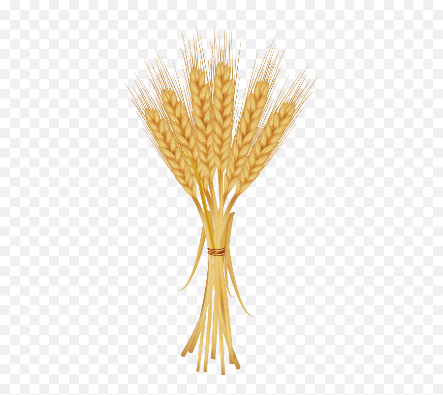 Download Grains Clipart Golden Wheat - Wheat Png Emoji,Wheat Png