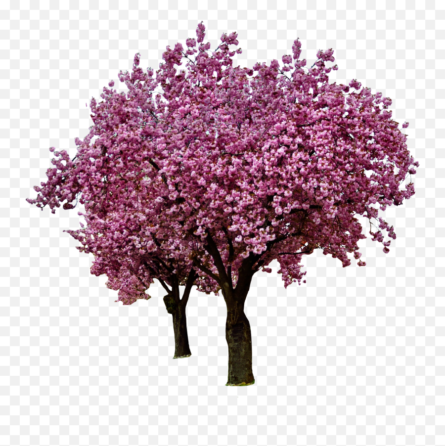 Free Photo Cherry Blossoms - Blooming Blossom Cherry Real Cherry Blossom Tree Transparent Background Emoji,Cherry Blossom Png